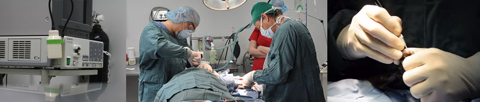 The most advanced procedures available for your pet including laparoscopy and laser surgery. The most advanced procedures available for your pet including laparoscopy and laser surgery.